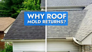 Why Roof Mold Returns